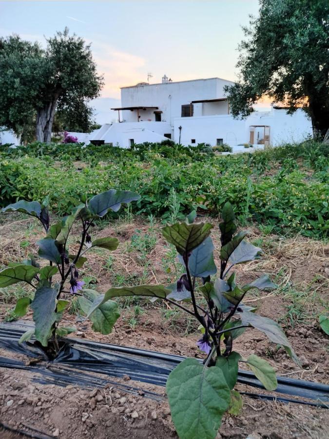 Masseria Piccole Taverne Rosa Marina Exterior photo